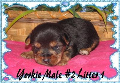 Puppies in KY
